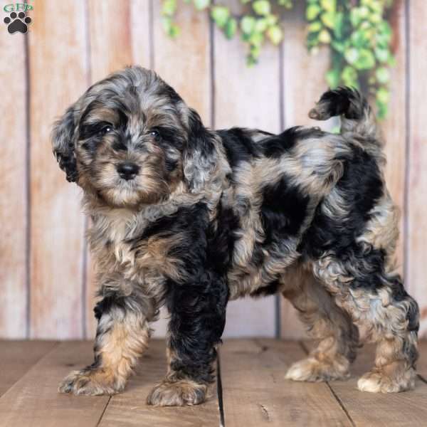 Kate, Mini Bernedoodle Puppy